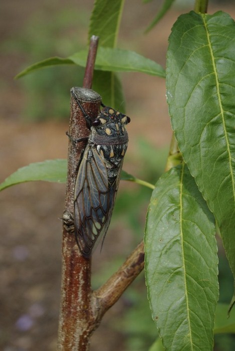 _IGP1999 (536x800) (469x700).jpg