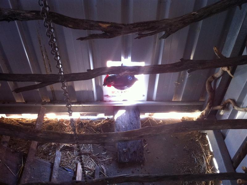 IMG_0250 (Medium).jpg