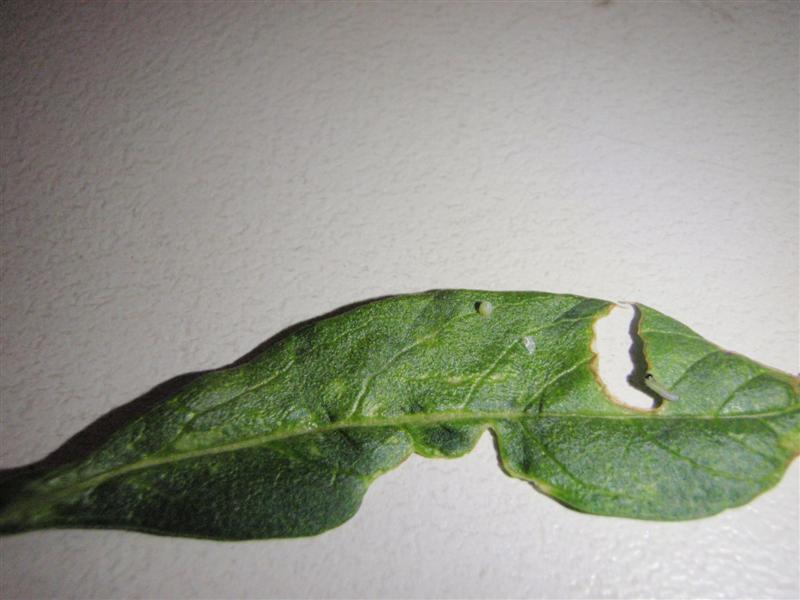 PC130096 (Medium).JPG