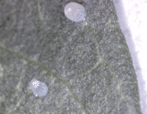 the coolest photo of an egg 1.JPG