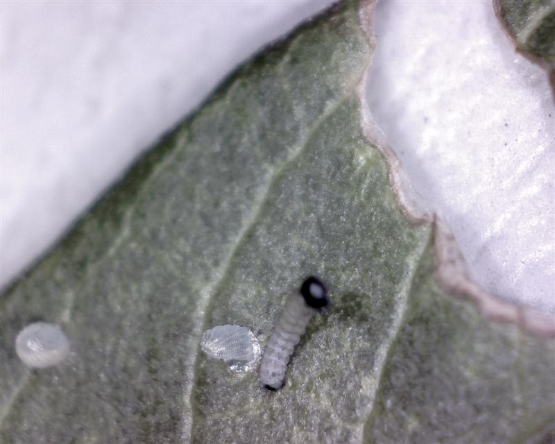 larva (Medium).JPG