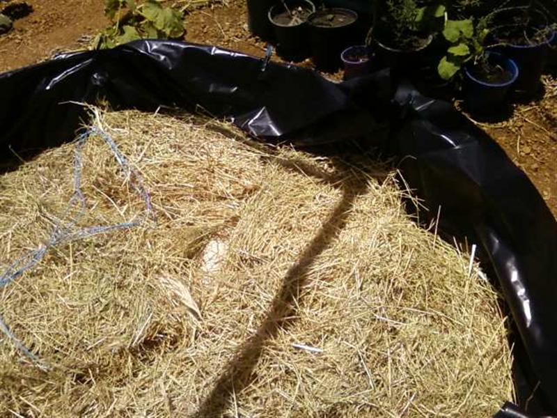 Photo0125 (Medium).jpg