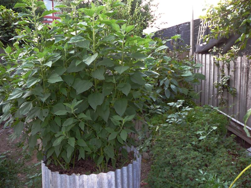 08-01-10 022 (Medium).jpg