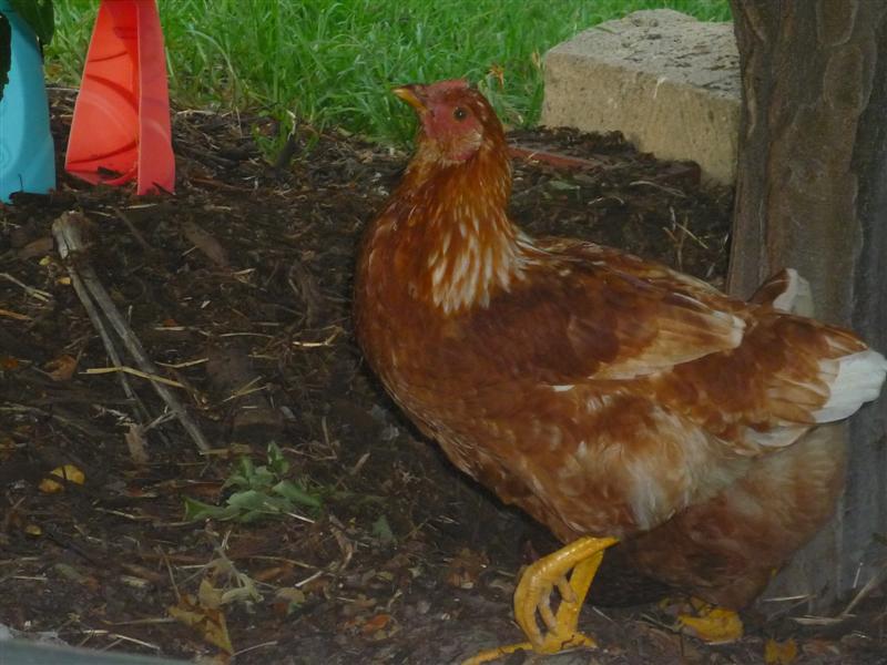 chooks 007 (Medium).jpg