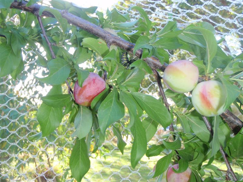 PC130092 (Medium).JPG