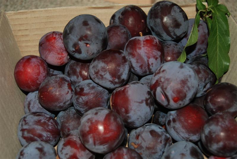 DSC_0228 (Medium).JPG