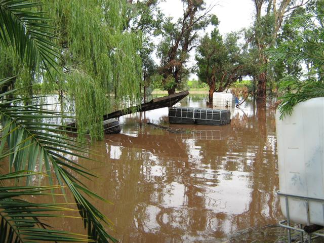 A wet January 2011 100 (Small).jpg