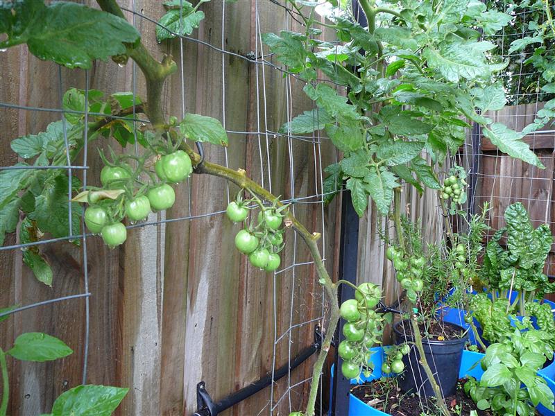 P1040617 (Custom).JPG