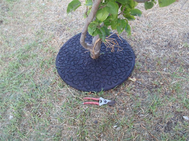 P1240631 (Medium).JPG