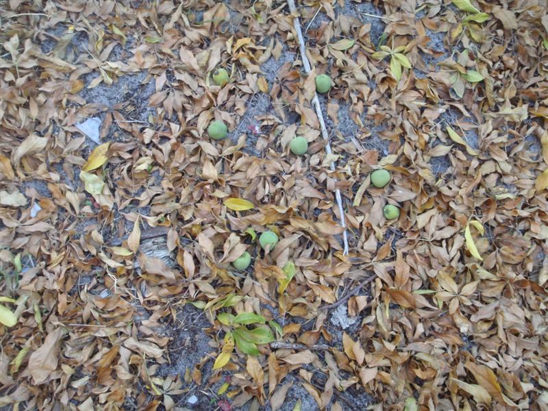 P1240625 (Medium).JPG