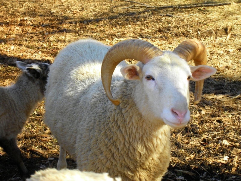 native ram.JPG