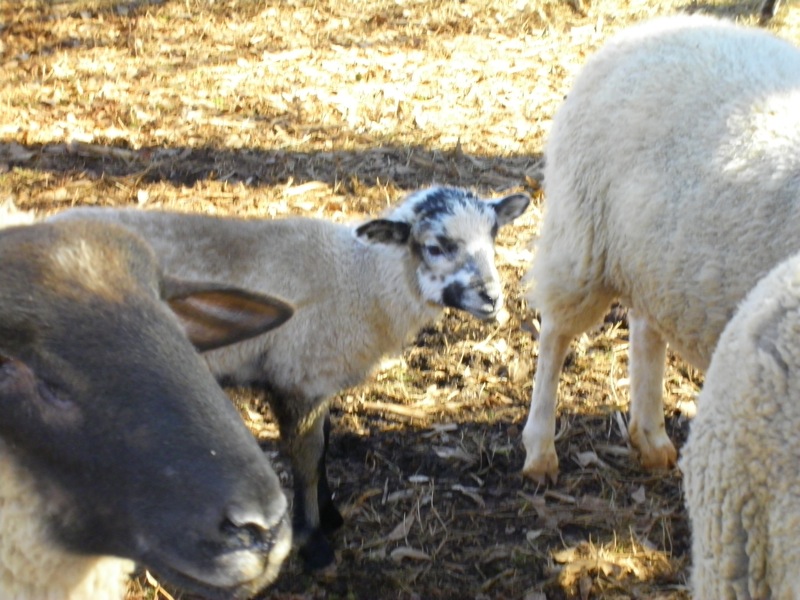 corss with mother.JPG