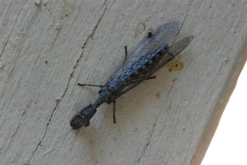 DSC_0507 (Medium).JPG